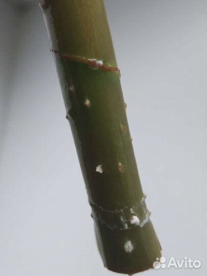 Срез фикуса(Эластик Тинеке)