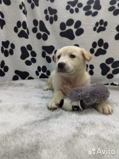 Двортерьер