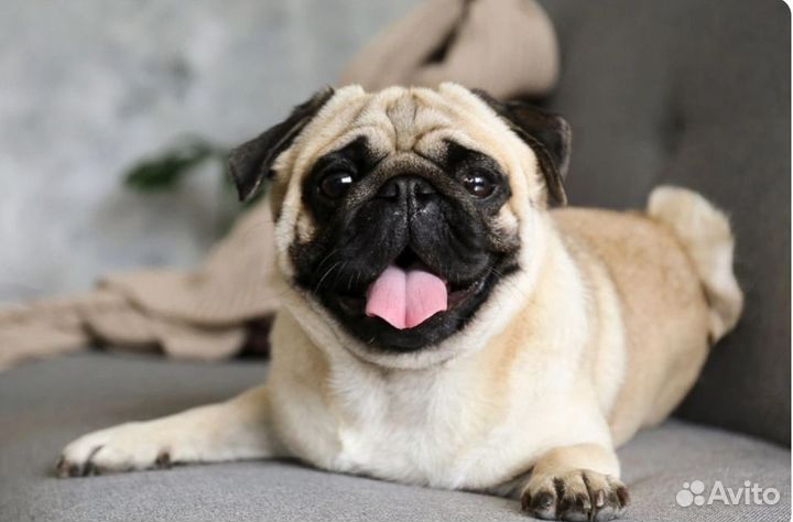 Передержка собак маленьких пород