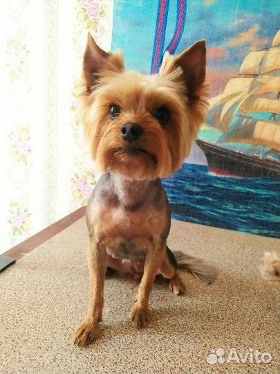 Стрижка собак, линька, ищу моделей на груминг