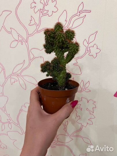Кактус комнатные растения и цветы