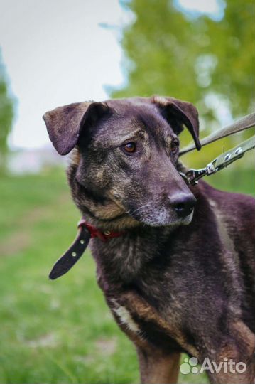 Невероятной нежности собака ищет дом