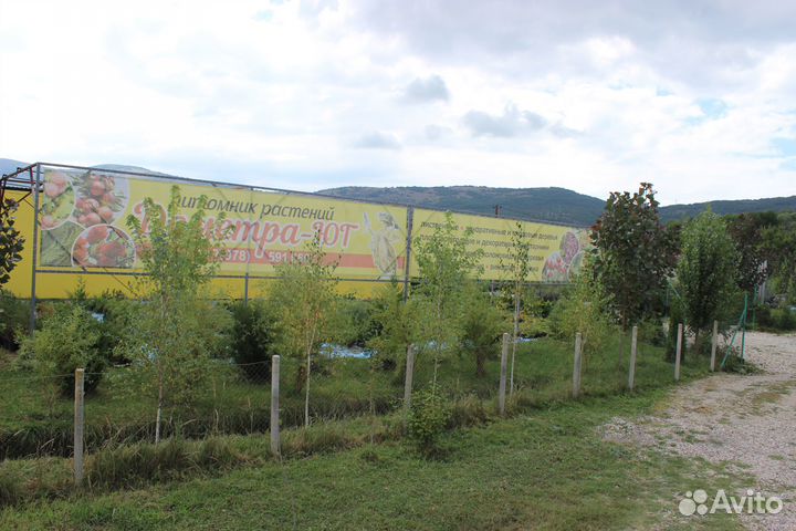 Саженцы декоративных, лиственных, плодовых и т.д