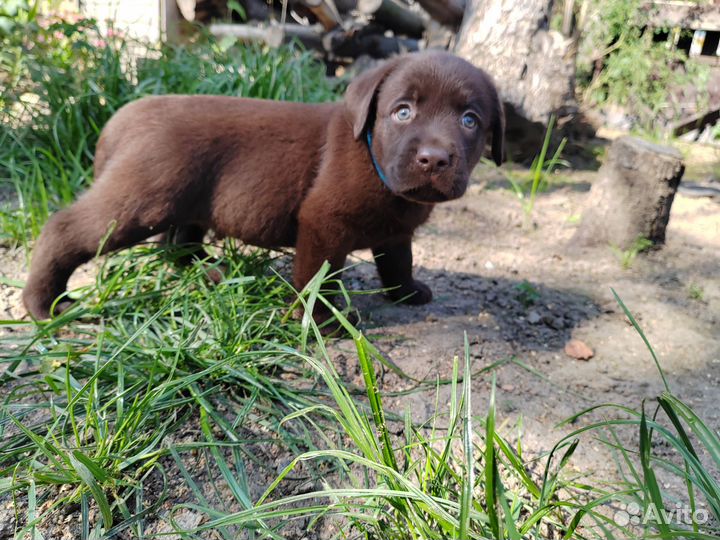 Шоколадные детки