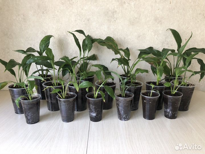 Спатифиллум. Женское счатье. Комнатные цветы