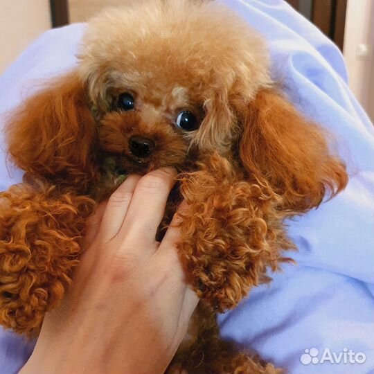 Вязка кобель тедди той-пудель