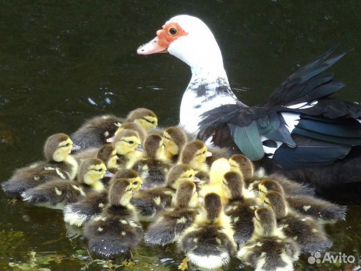 Мускусные утята