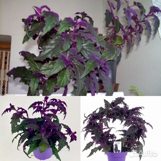 Гинура, фиалка, каллизия