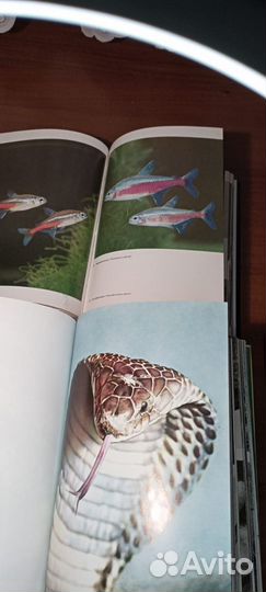 Иллюстрированная энциклопедия животных, птиц, рыб