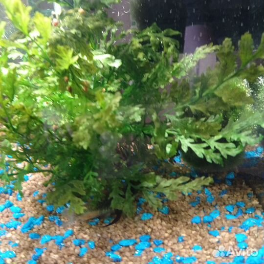 Папоротник и анубис