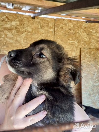 Собака в добрые руки щенок