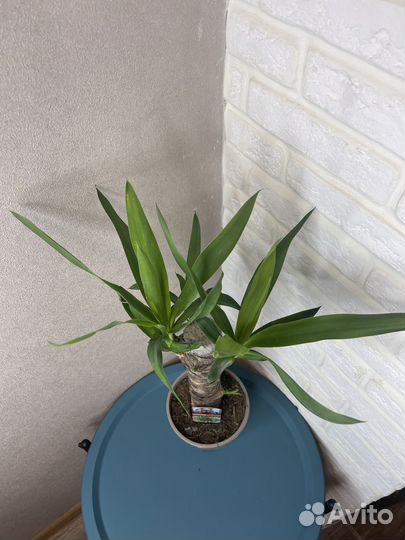 Юкка пальма 1 ствол комнатные цветы