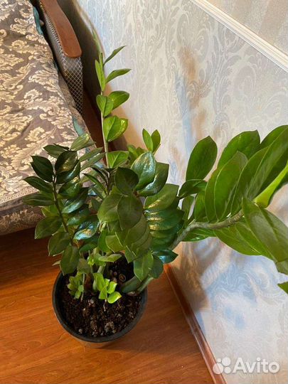 Замиокулькас