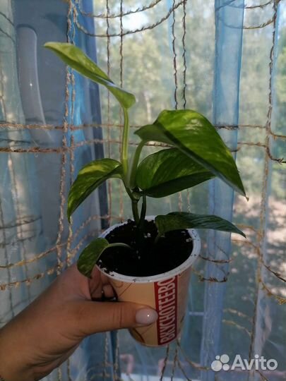 Комнатные растения