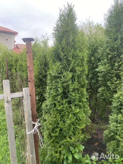 Туя колумна
