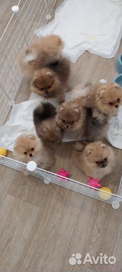 Померанские мишки шпицы мини