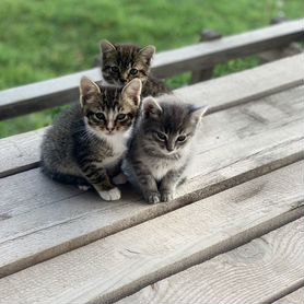 Котята в добрые руки бесплатно