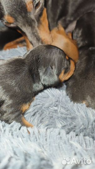 Щенки (бронь)