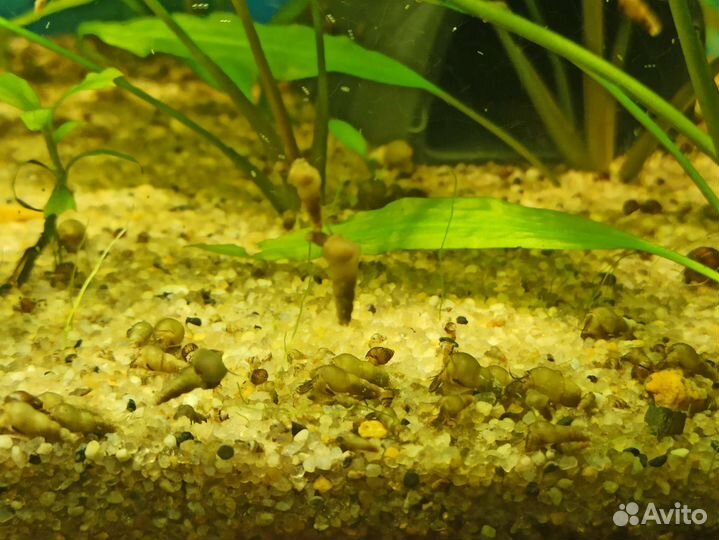 Улитки аквариумные мелания