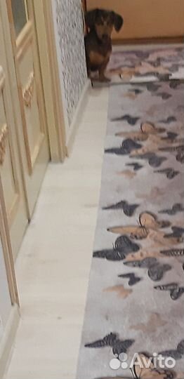 Вязка кобель такса