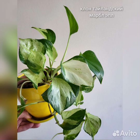 Эпипремиум Филодендрон Монстера Эсхиантус на срез