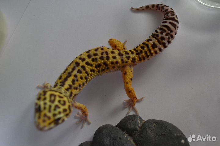 Самец мак сноу гет Ба гет эклипс 19г