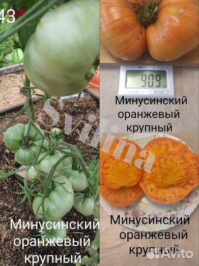 Семена томатов