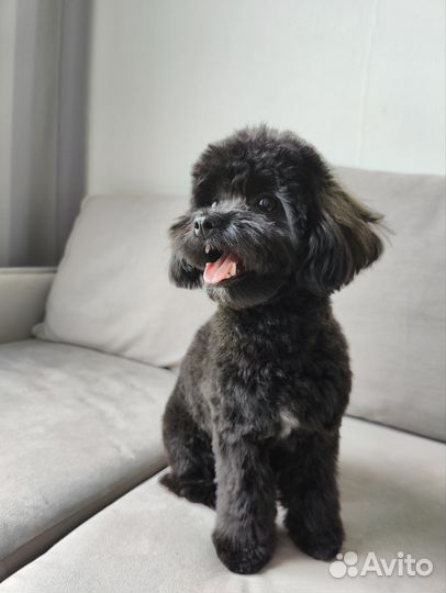 Вязка собак