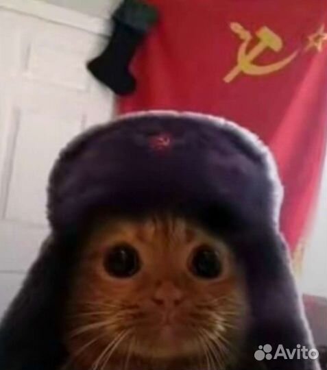 Передержка