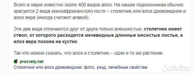 Комнатные лечебные цветы алоэ