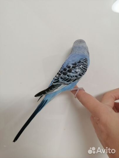 Попугай полукровка самец