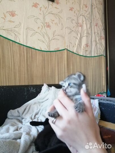 Британские котята