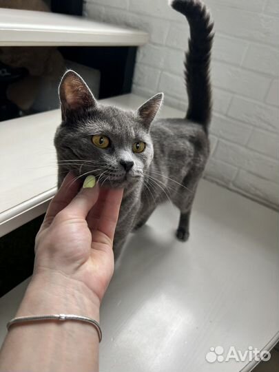 Котик в добрые руки