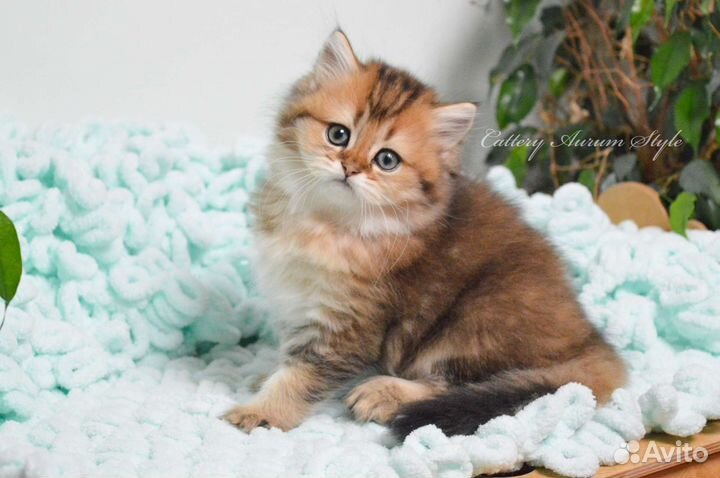 Шотландский мальчик золотого окраса