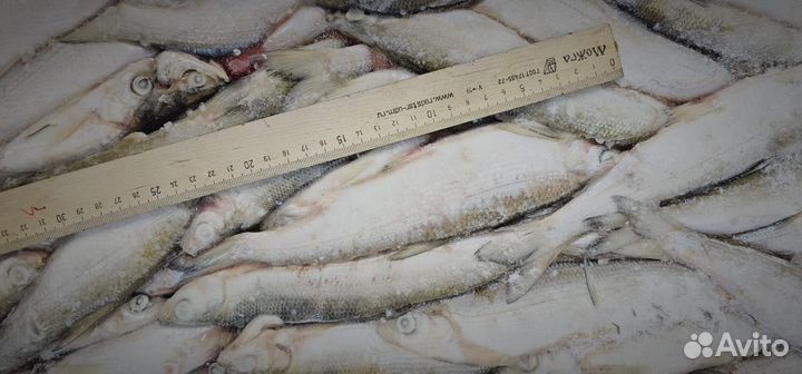 Ряпушка Гыданская, икряная, брикет, 20+