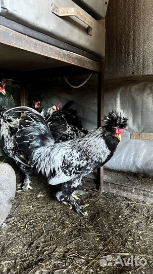 Петух Павловская порода