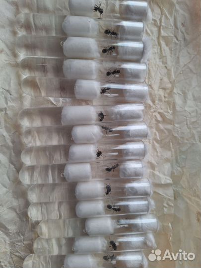 Муравьи Жнецы