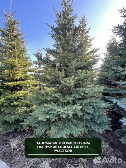 Ель Голубая колючая, крупномер