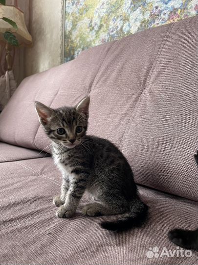 Пантерки и тигрятки в самые добрые руки