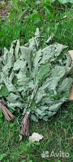 Дубовые веники для бани