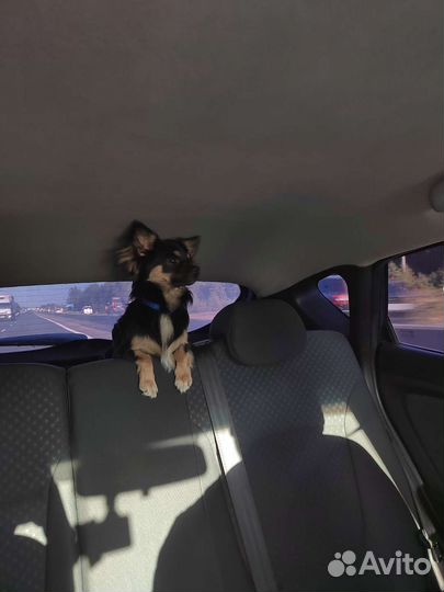 Вязка кобель чихуахуа