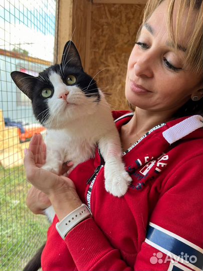 Спасите кота из приюта