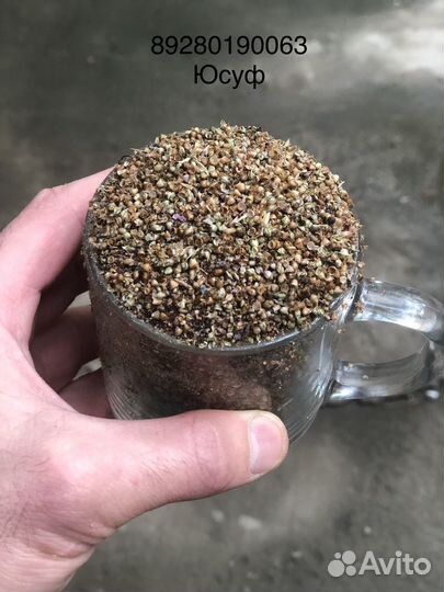 Семена подорожника