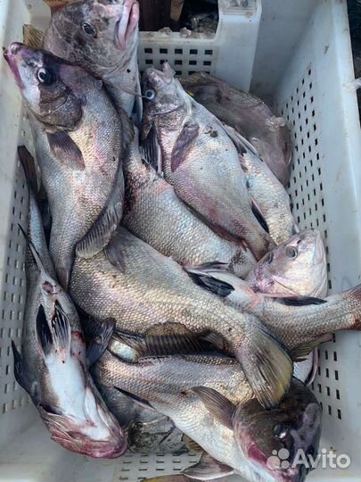 Морские прогулки, рыбалка в море с катера, купание