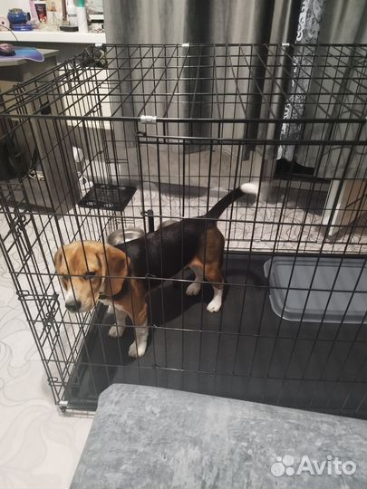 Щенки бигль