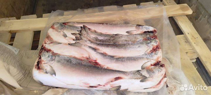 Продам горбушу с/м Улов 2023