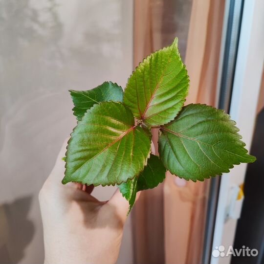 Комнатные цветы