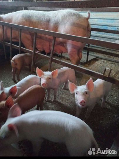 Поросята