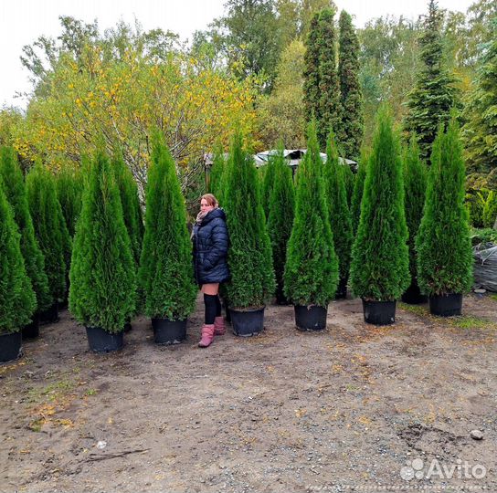 Туя Смарагд