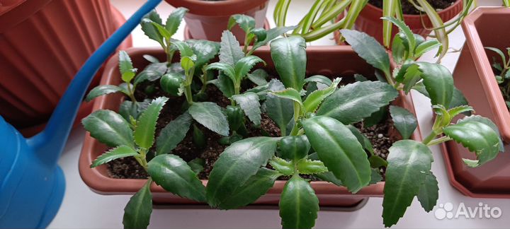 Каланхоэ лечебное